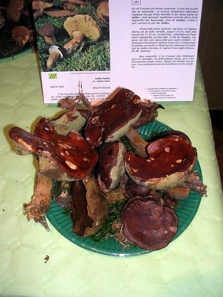 Expo champignons a St Leger 95